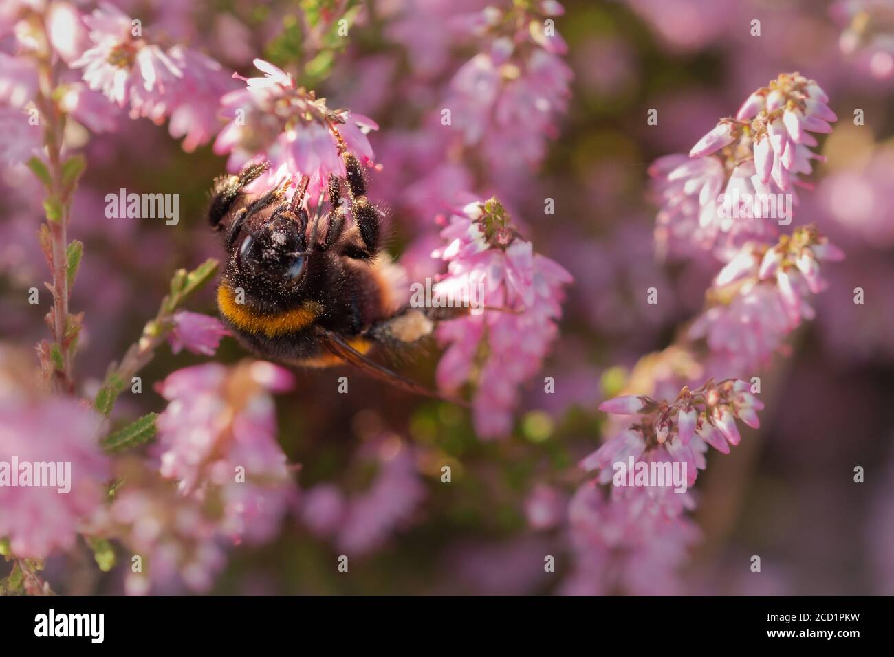 A bumblebee feeds on a heather (Calluna vulgaris) flower at Cavenham heath in Suffolk Stock Photo