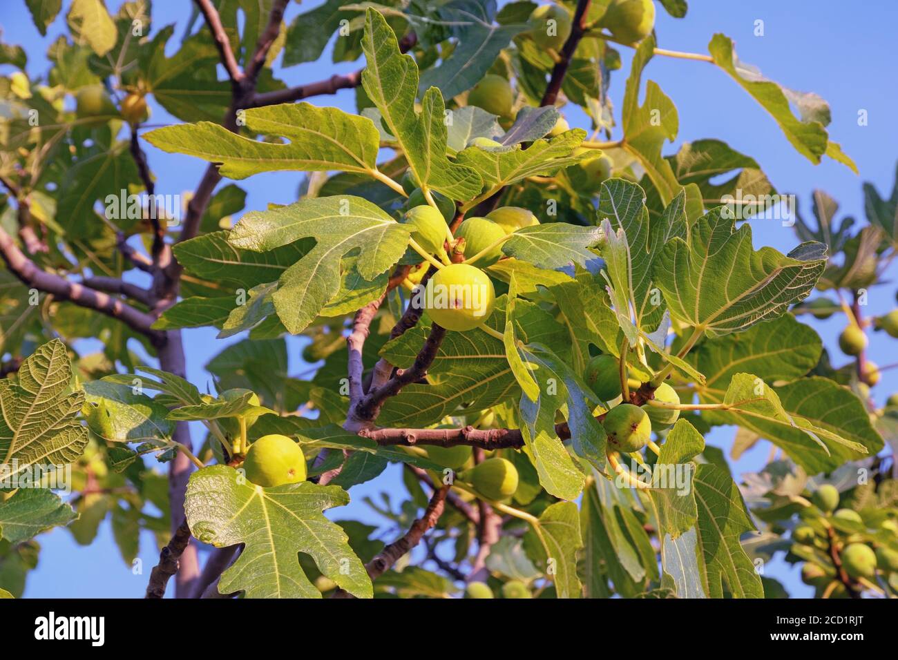 Branches of fig tree (Ficus carica) with leaves and fruits on blue sky
