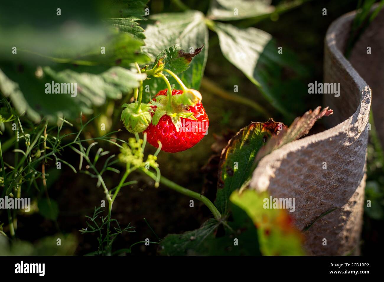 Red strawberry berry in the garden Stock Photo - Alamy