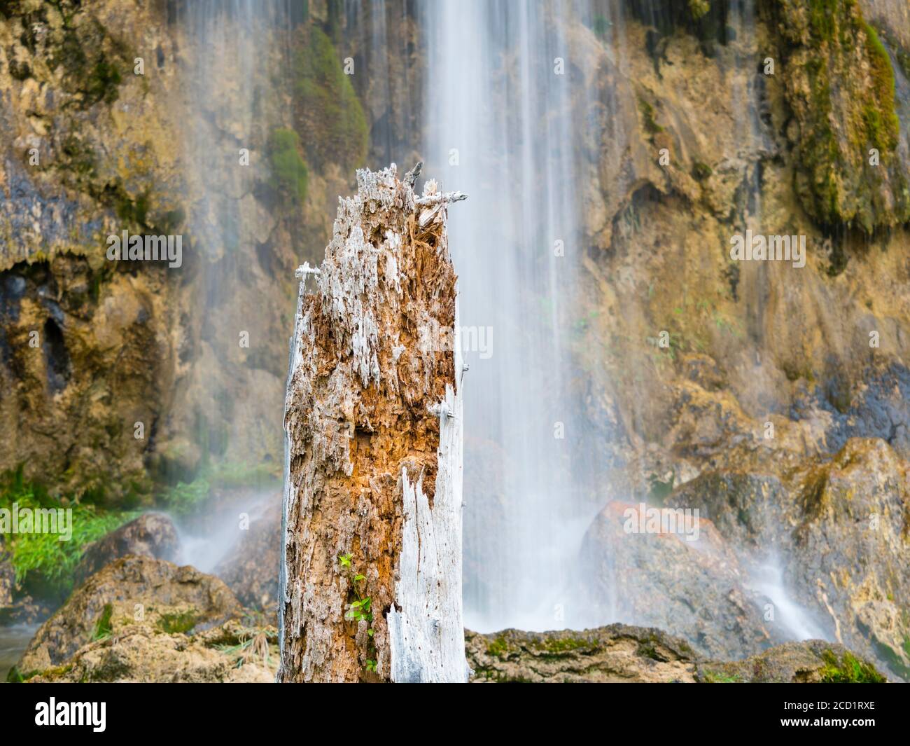 Broken damaged wooden tree trunk Plitvice lakes in Croatia Europe water flowing waterflow waterfall Stock Photo