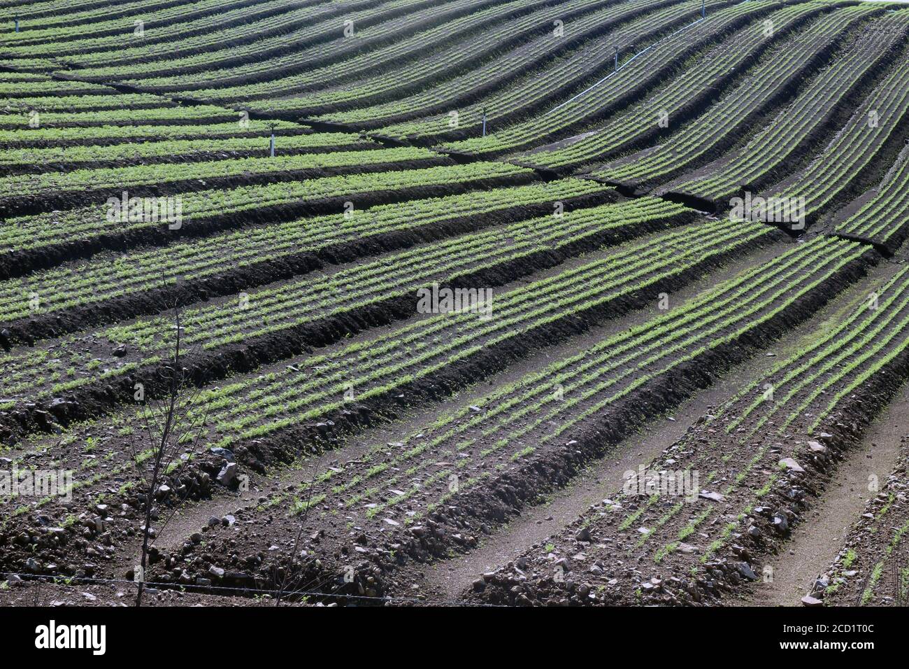 Immense carrot plantations in the state of Rio Grande do sul, Brazil Stock Photo
