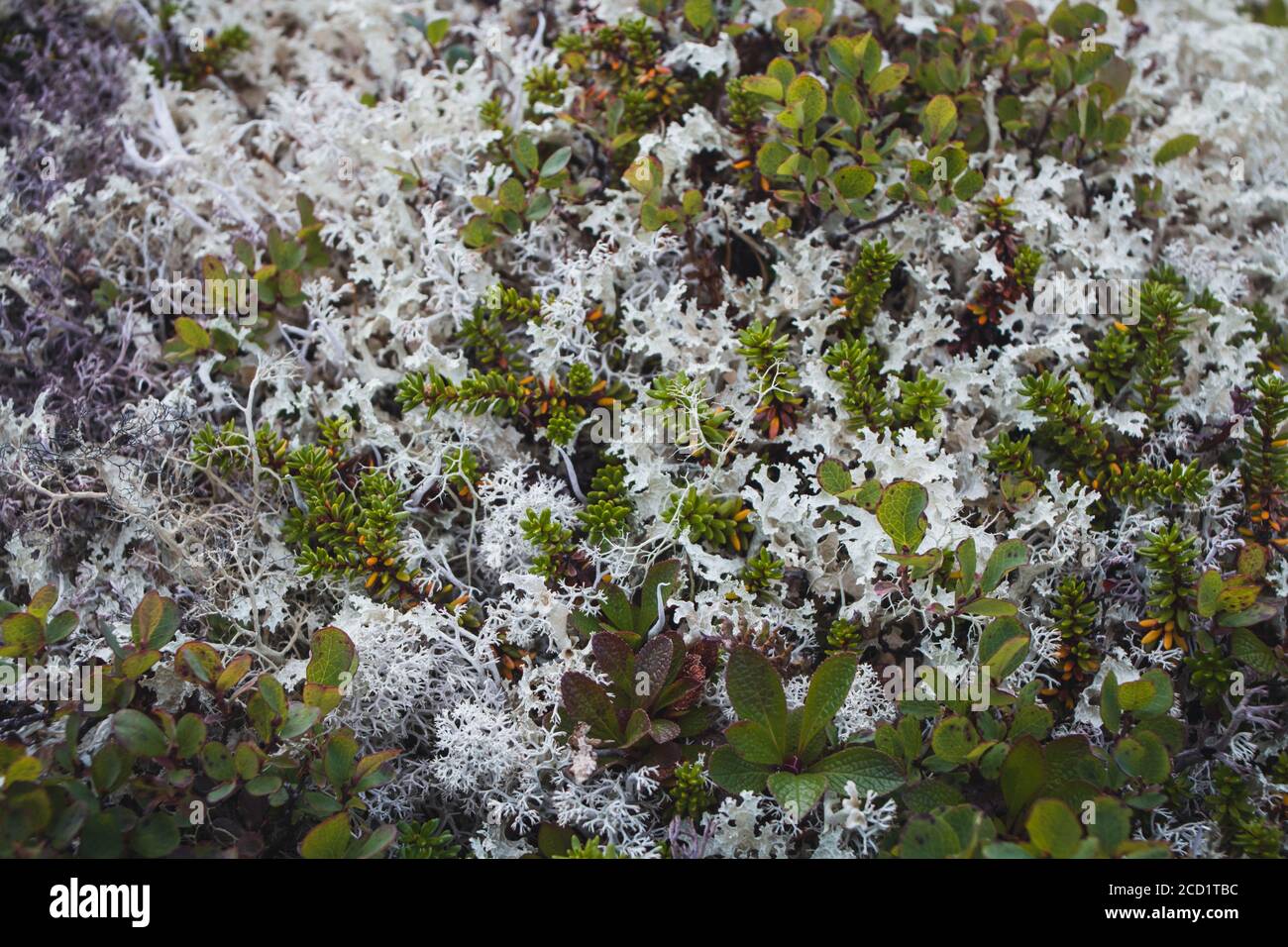 Close up of reindeer moss and other arctic plants Stock Photo Alamy