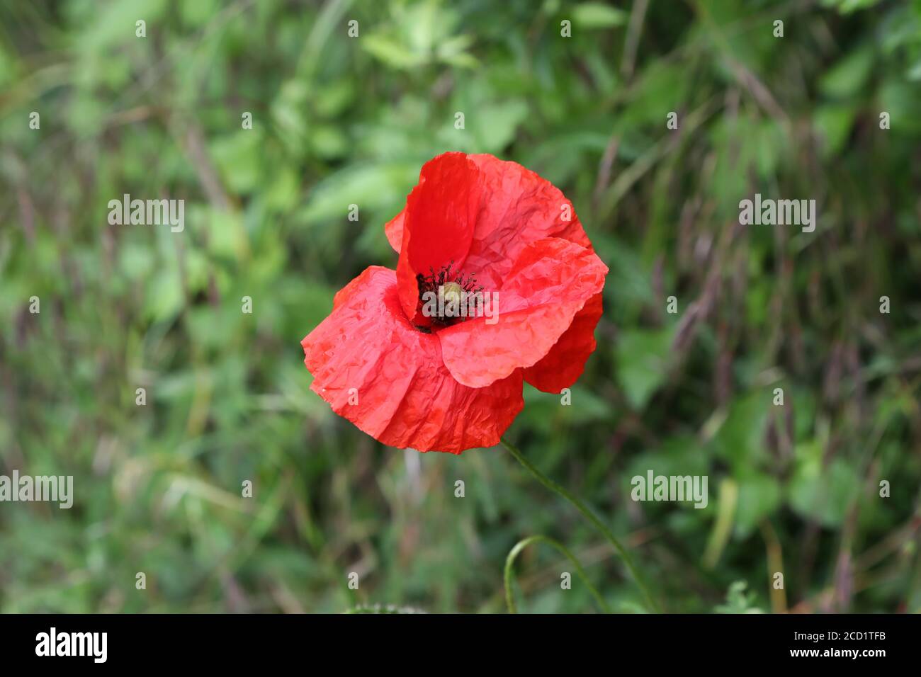 Poppy flower in farm field hi-res stock photography and images - Alamy