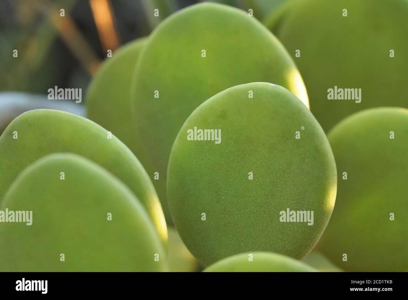 Thick green succulent leaves of Xerosicyos danguyi - also known as Silver Dollar - plant growing in Madagascar. Most flora is endemic on this island Stock Photo