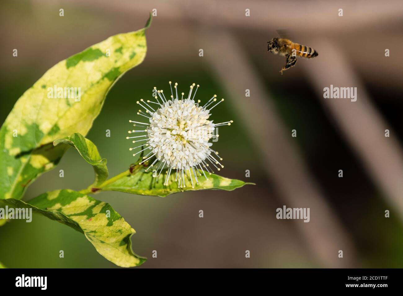 Honeybee hovering near the spiked, white flower of a Common Buttonbush as it flies from plant to plant gathering nectar and spreading pollen. Stock Photo