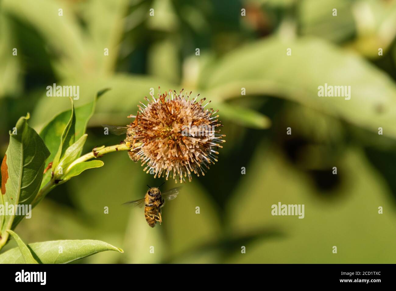 A Honeybee showing is cute face and dangling legs as it hovers underneath a Common Buttonbush flower that has begun to wilt in the heat of summer. Stock Photo