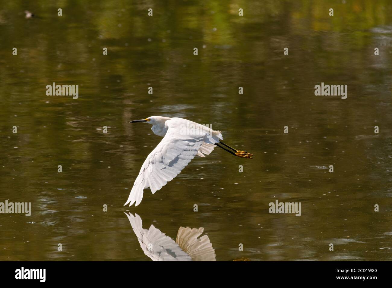 A Snowy Egret flying so low over the smooth water of a lake that the tip of the snow white feathers on its wings are almost touching their reflection Stock Photo