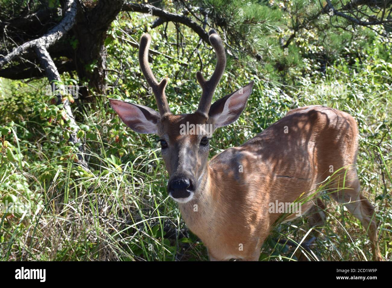 Fire island national seashore hi-res stock photography and images - Alamy