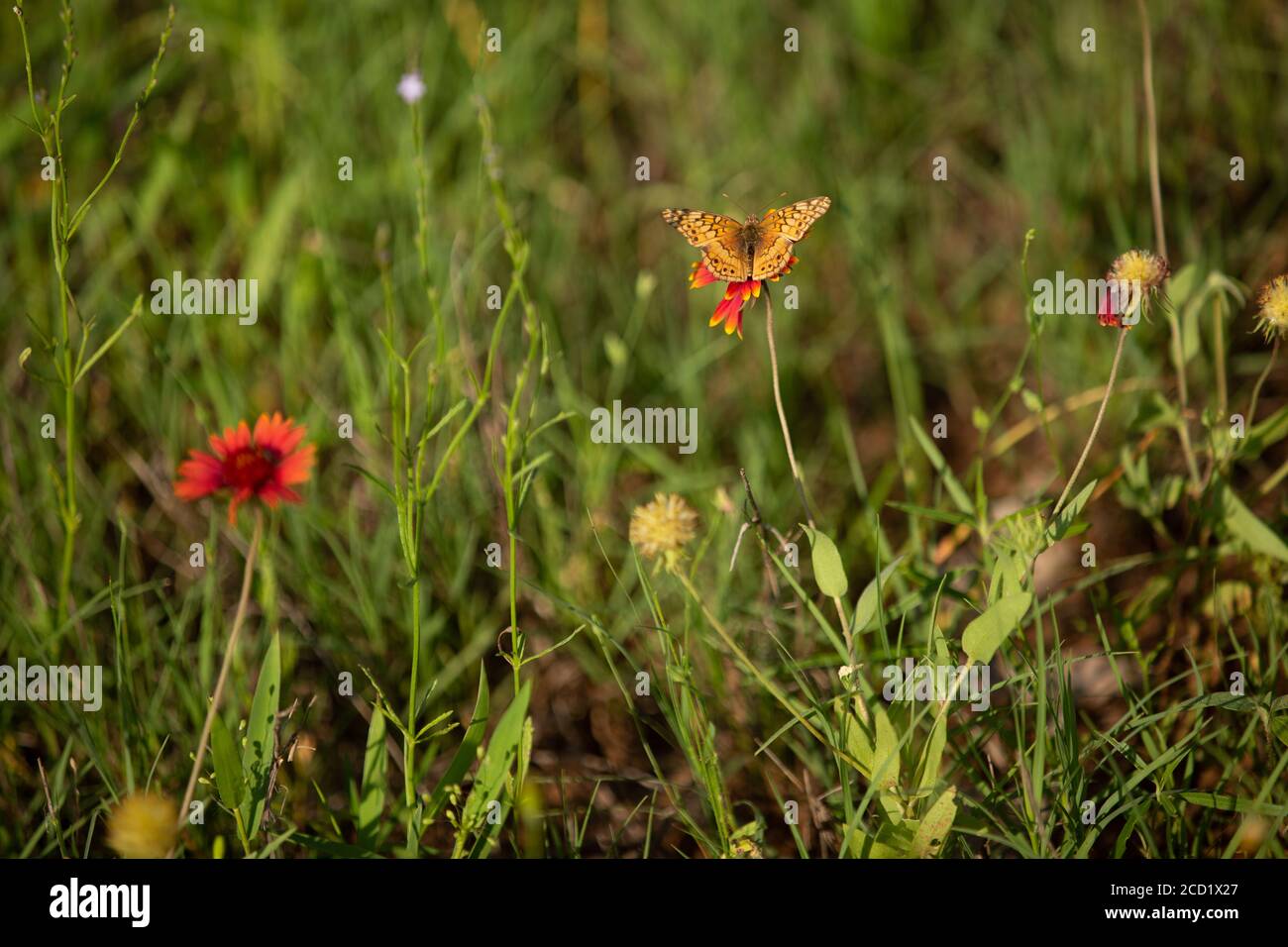 Orange Butterfly on Red Flower Stock Photo