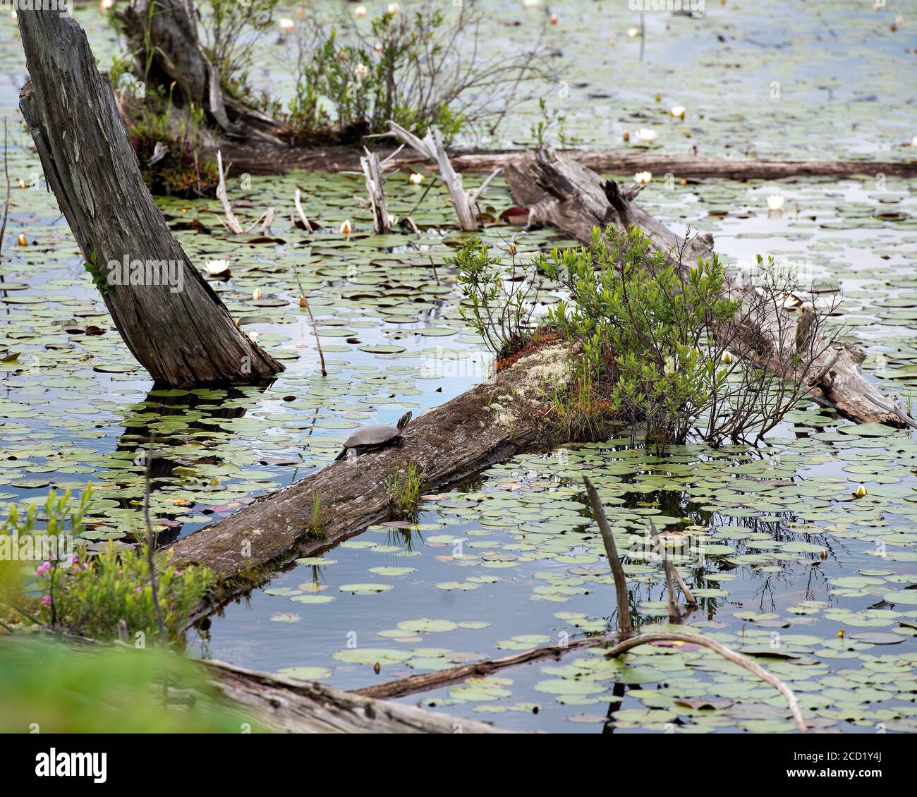 Marsh Landscape With A Painted Turtle On A Log With White Water Lilies Pink Flowers And Foliage And Dead Trunk Trees In This Beautiful Environment Stock Photo Alamy