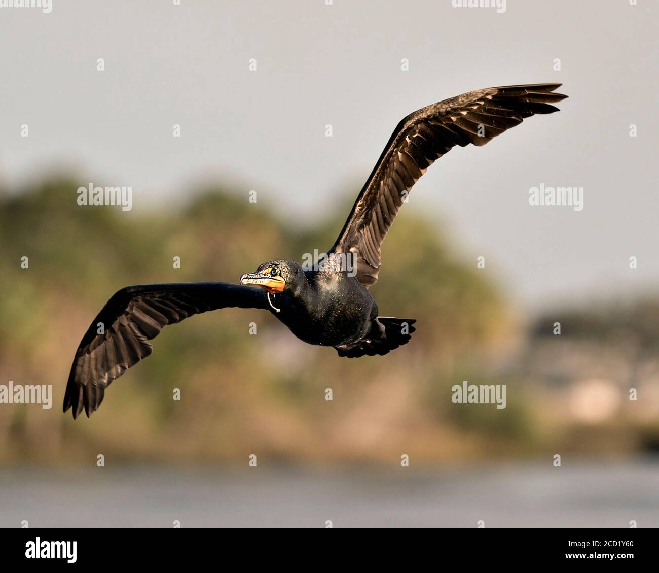 Cormorant bird flying with a fish hook caught in its beak with a blur background in its environment and habitat. Stock Photo