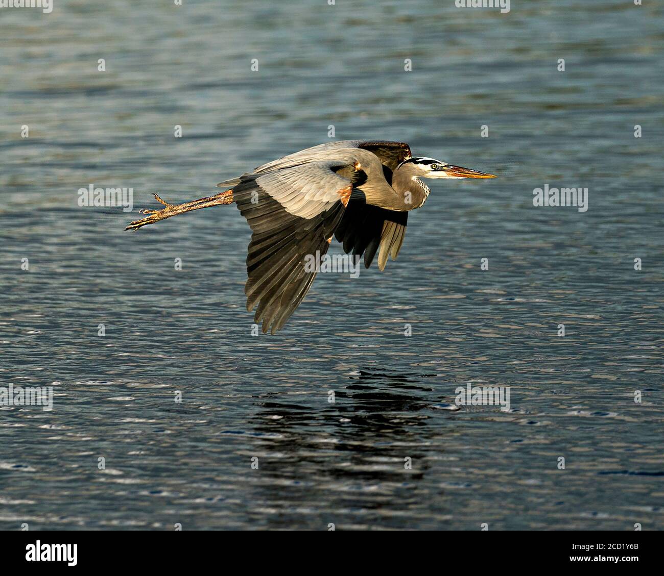 Blue Heron flying over water displaying its spread wings, blue feather plumage, beak, eye, legs in its environment and habitat. Stock Photo