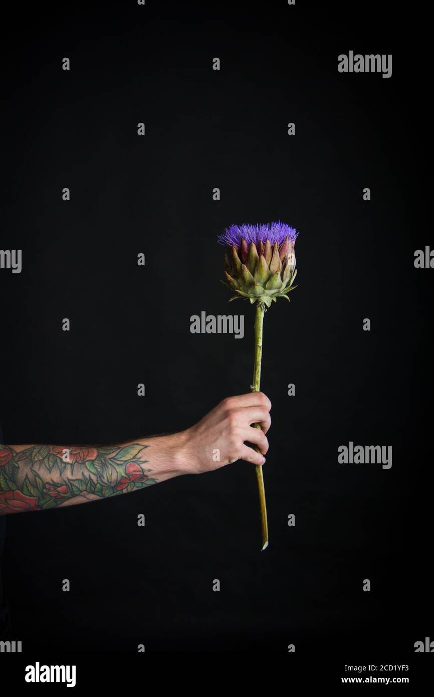Male tattooed hand holding purple artichoke flower on black background, greeting card or concept Stock Photo