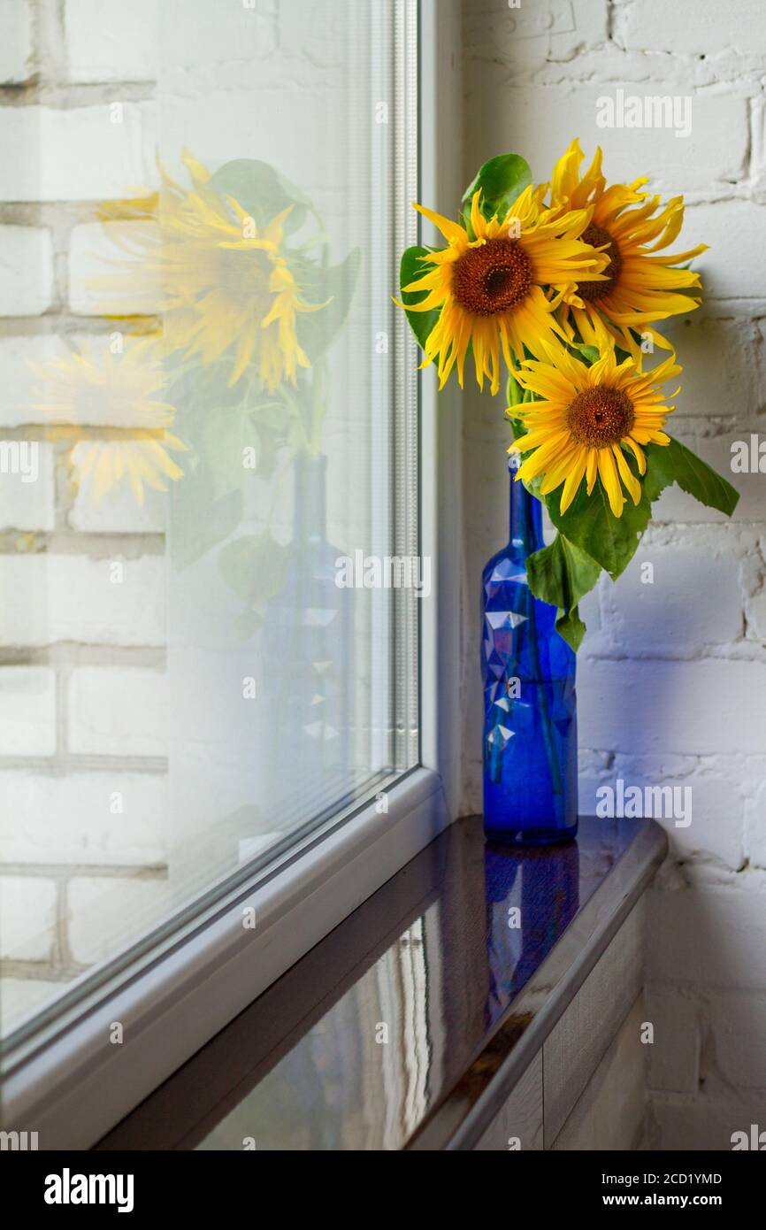 Bouquet of blooming sunflowers in blue glass vase on windowsill ...