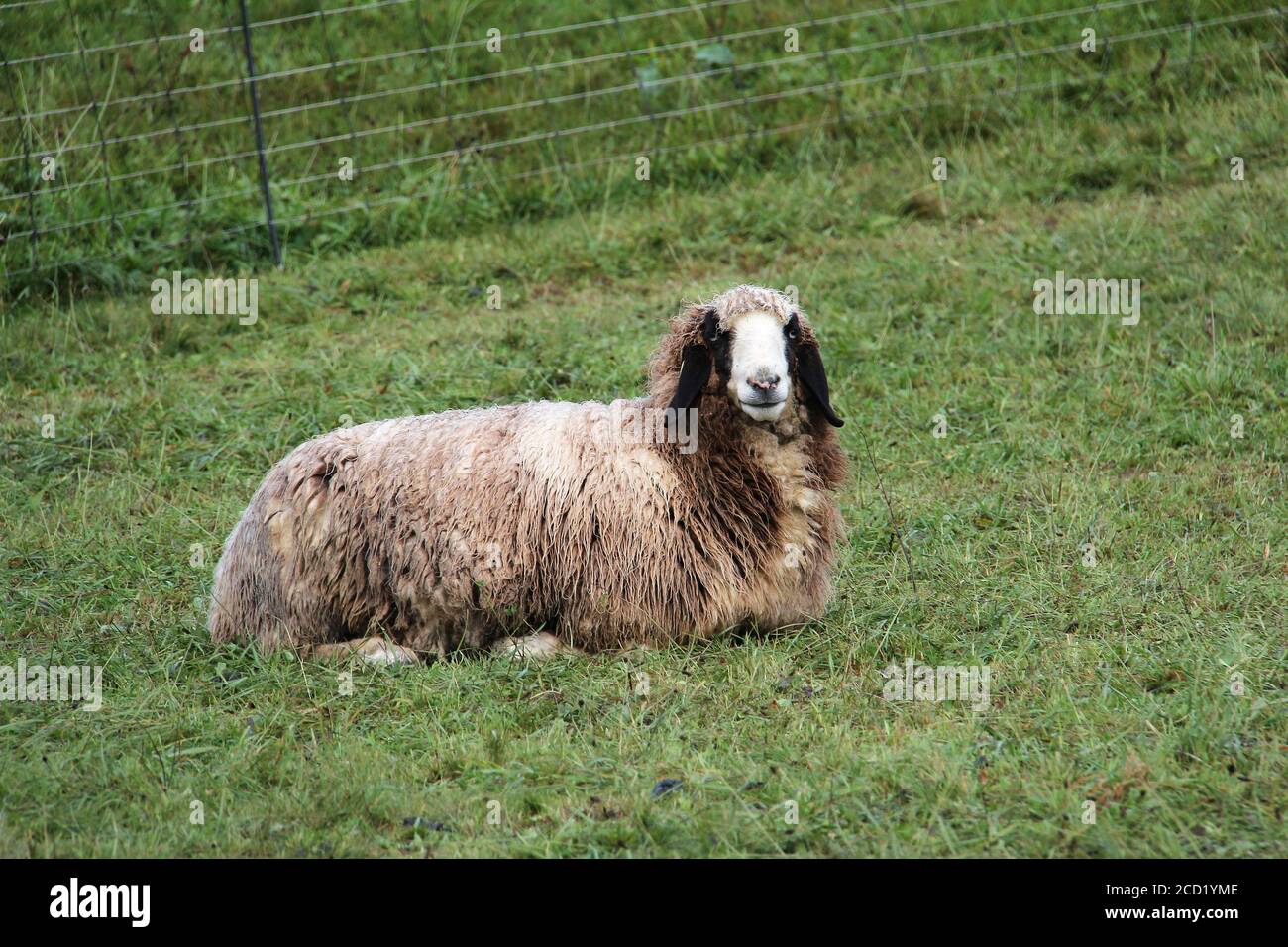 View of a sheep in the field Stock Photo