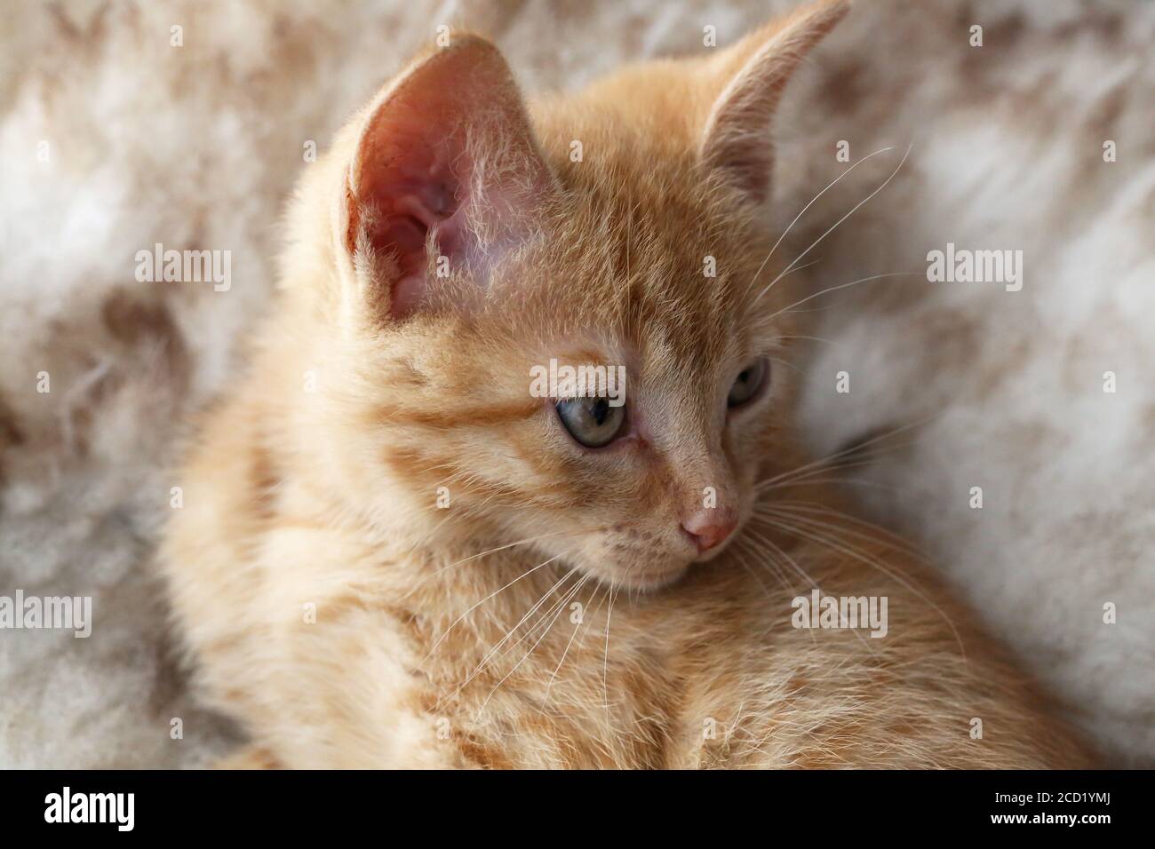 Closeup shot of an orange kitten Stock Photo