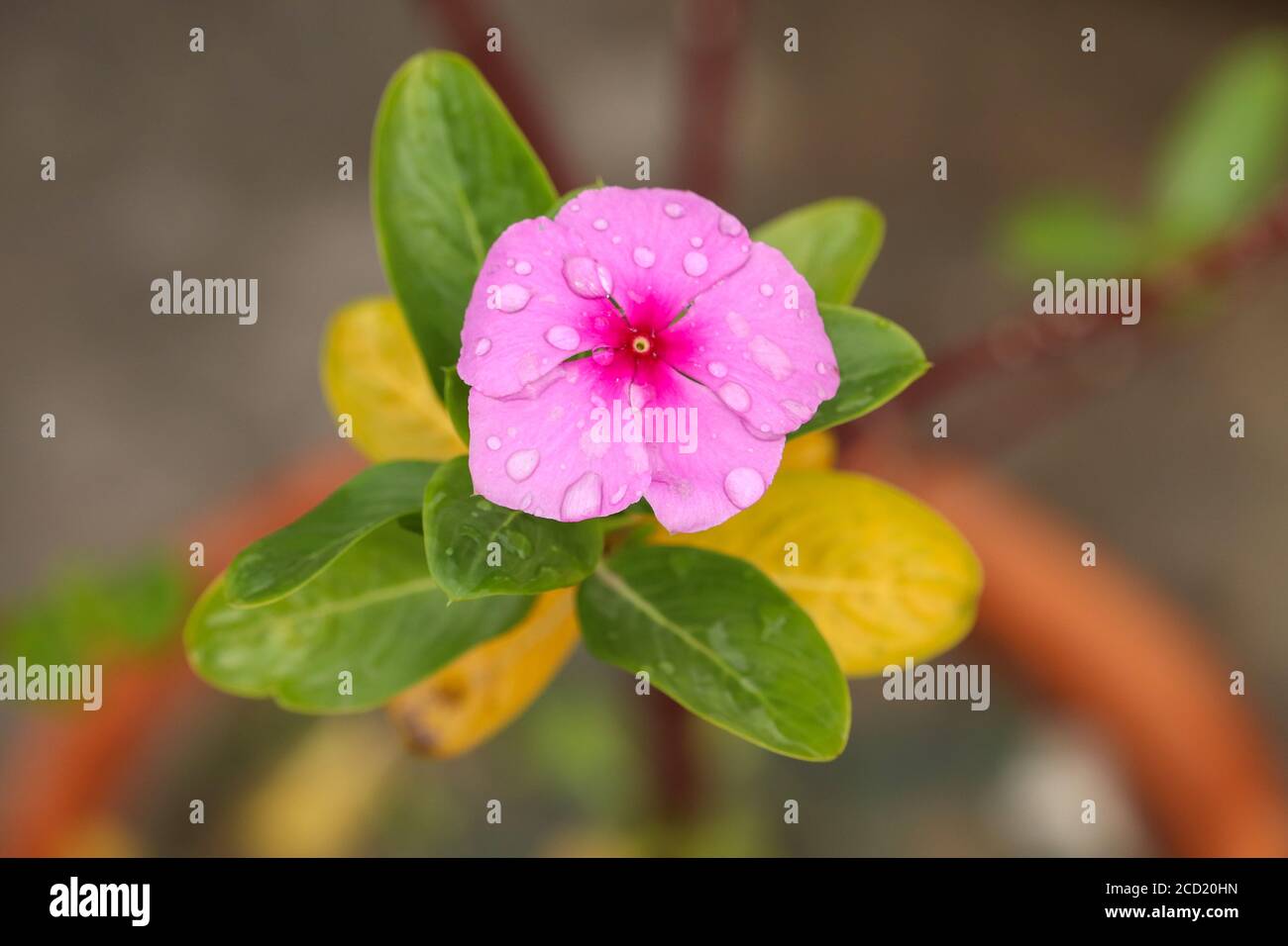 Rain Water Droplets on a Pink Periwinkle Flower (Catharanthus Roseus) on terrace garden. Also known as bright eyes,cape periwinkle,graveyard plant. Stock Photo