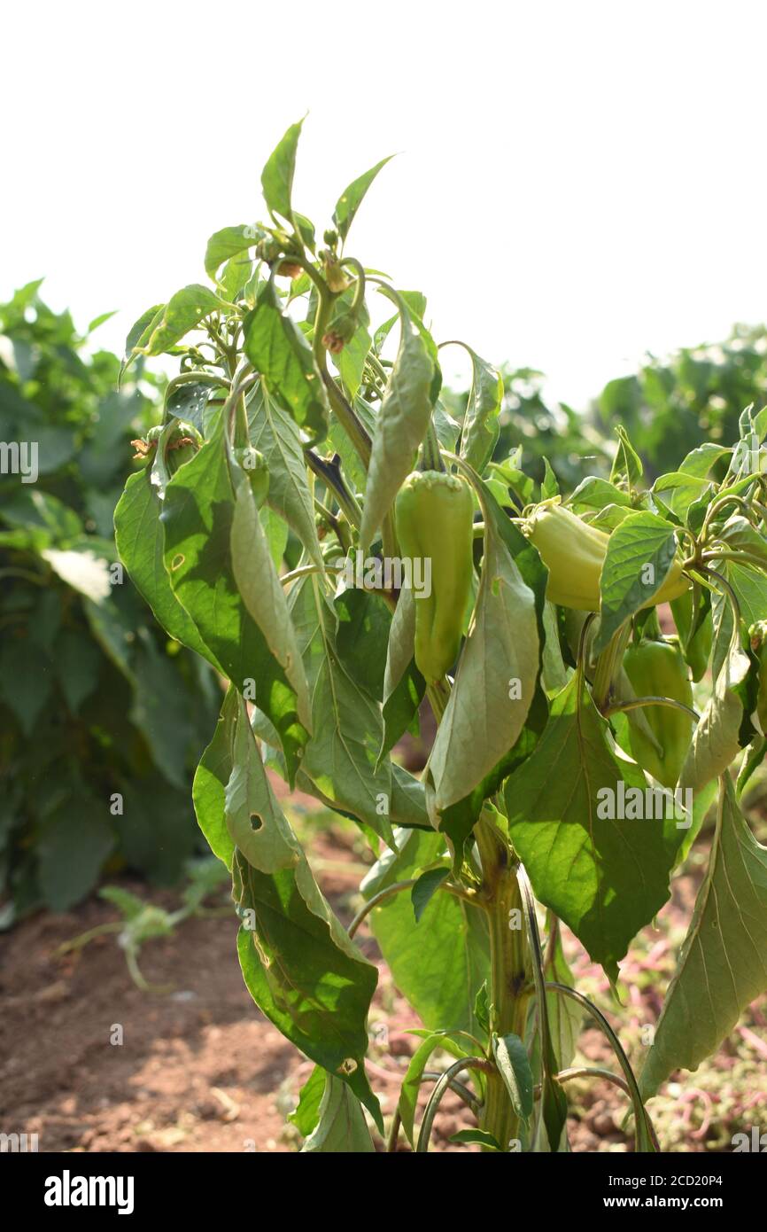 Green Chile growing in the field in Albuquerque, New Mexico USA Stock