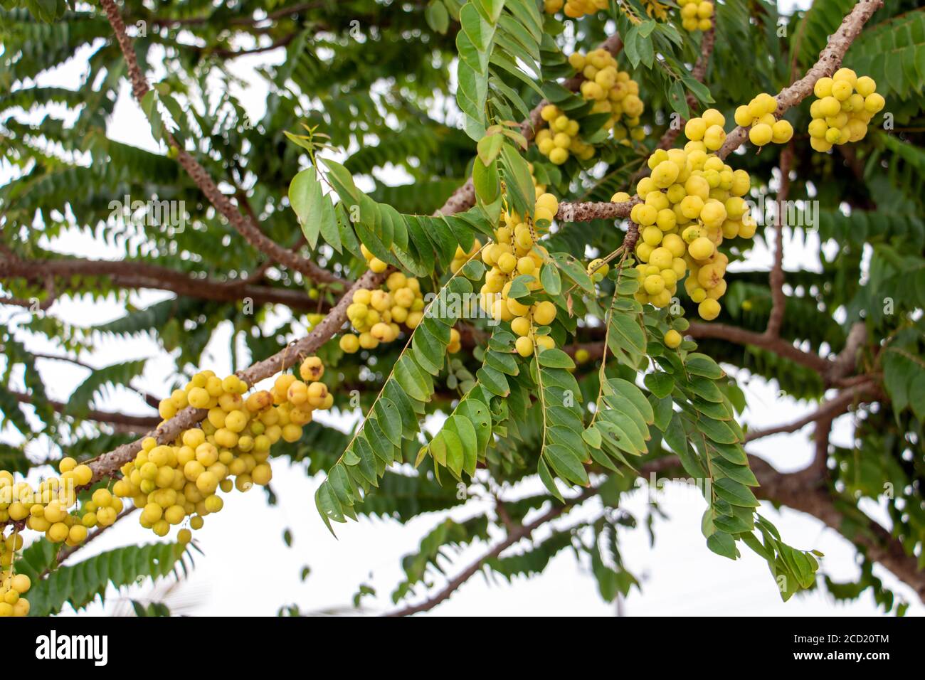 Yellow Fruits - star gooseberry growth on a tree at a tropical garden, Thailand. Stock Photo