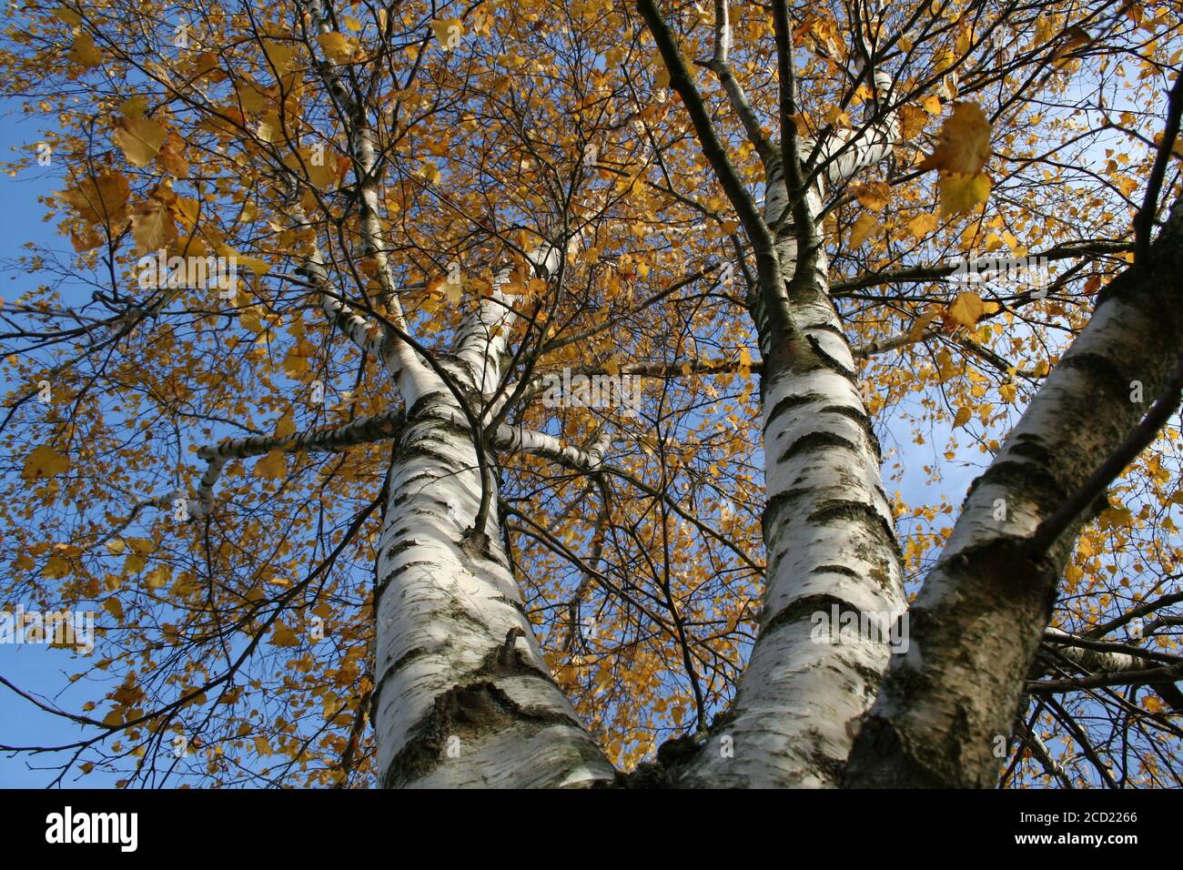 Low angle shot of tall trees in autumn Stock Photo - Alamy