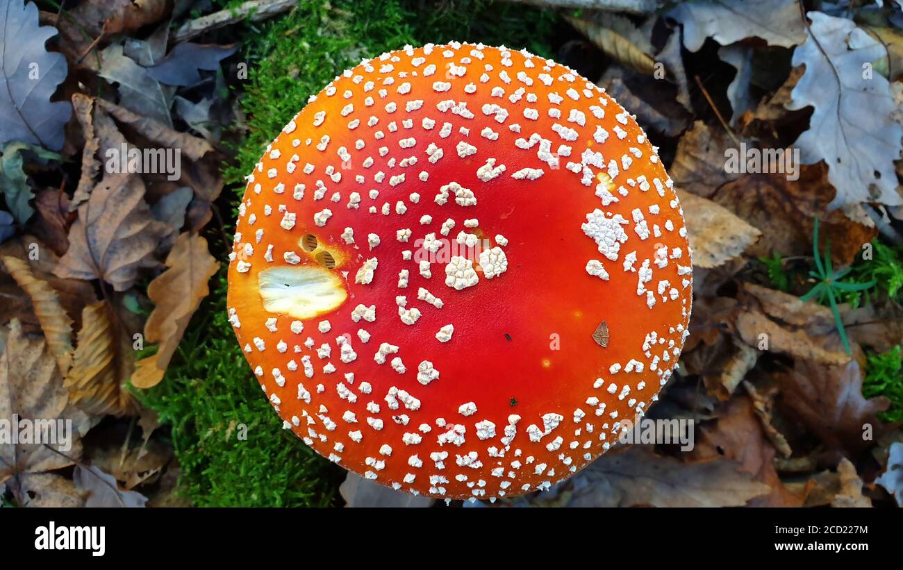 Beautiful shot of amanita muscaria mushroom in a meadow Stock Photo