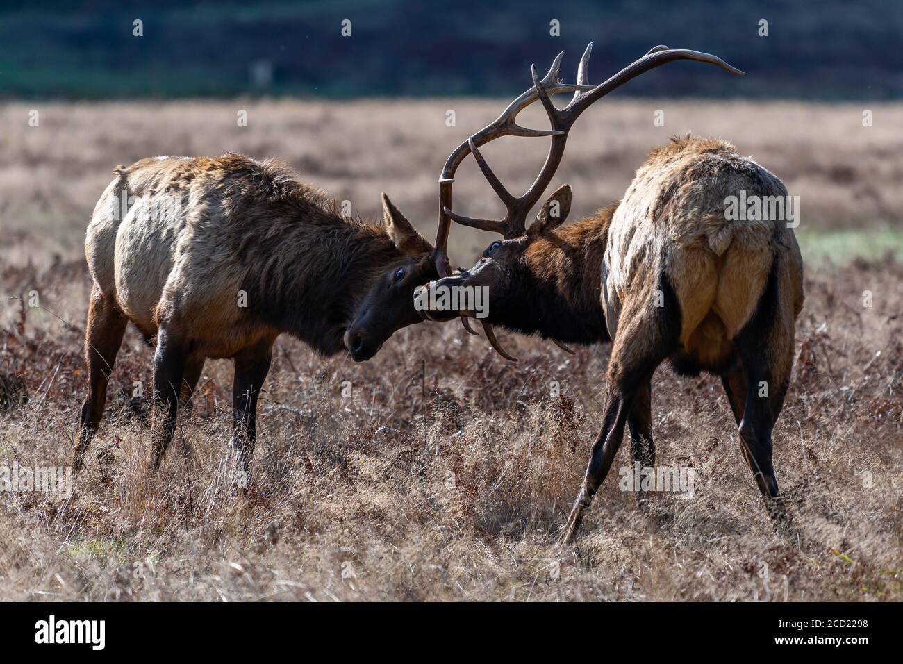 Bull Elk Sparring. California, Orick, Prairie Creek Redwoods State Park, Winter Stock Photo