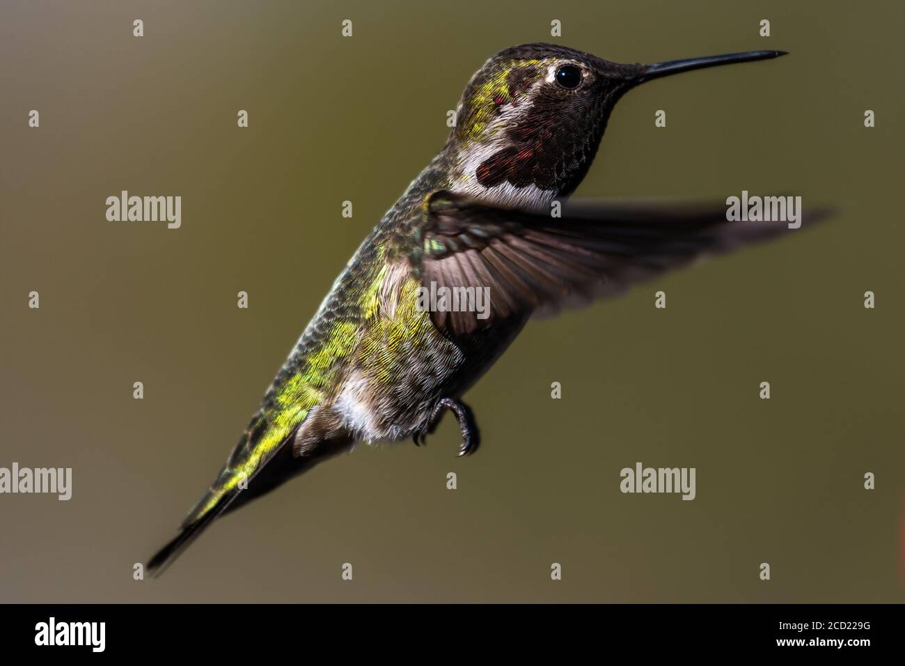 Hummingbird flying, flapping its wings in flight. Oregon, Ashland, Cascade Siskiyou National Monument, Winter Stock Photo