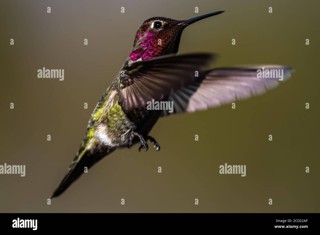 Hummingbird flying, flapping its wings in flight. Oregon, Ashland, Cascade Siskiyou National Monument, Winter Stock Photo