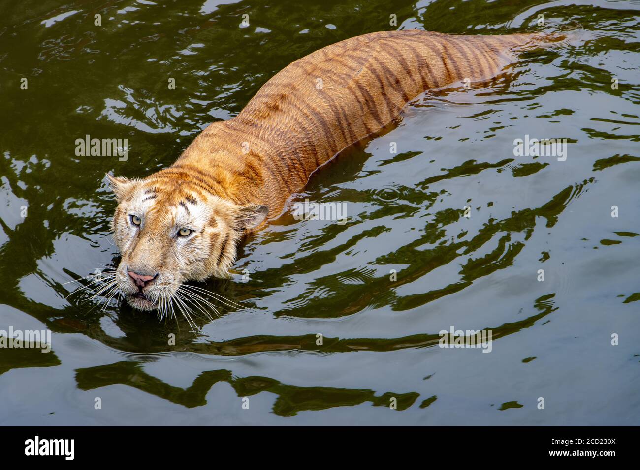 The tiger swims on the water. The tiger stands in the water and looks i front. Stock Photo