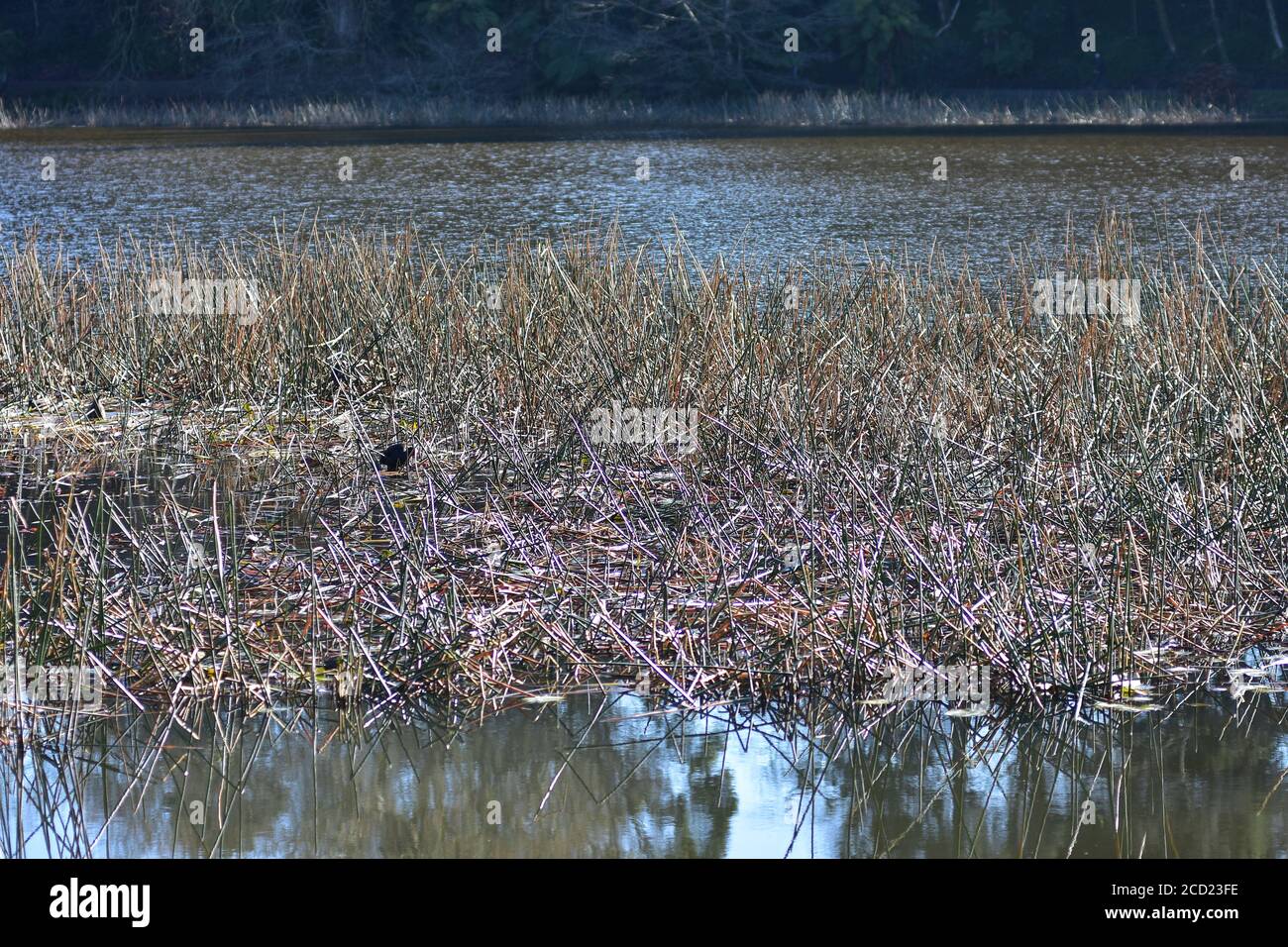 Patch of dense reed growth in shallows of lake where swamp hens nest ...