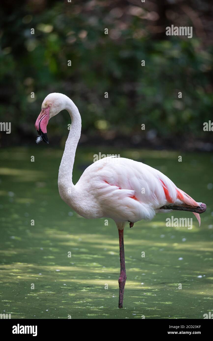 Pink flamingo immersed in the water of a pond, naturalistic image Stock Photo