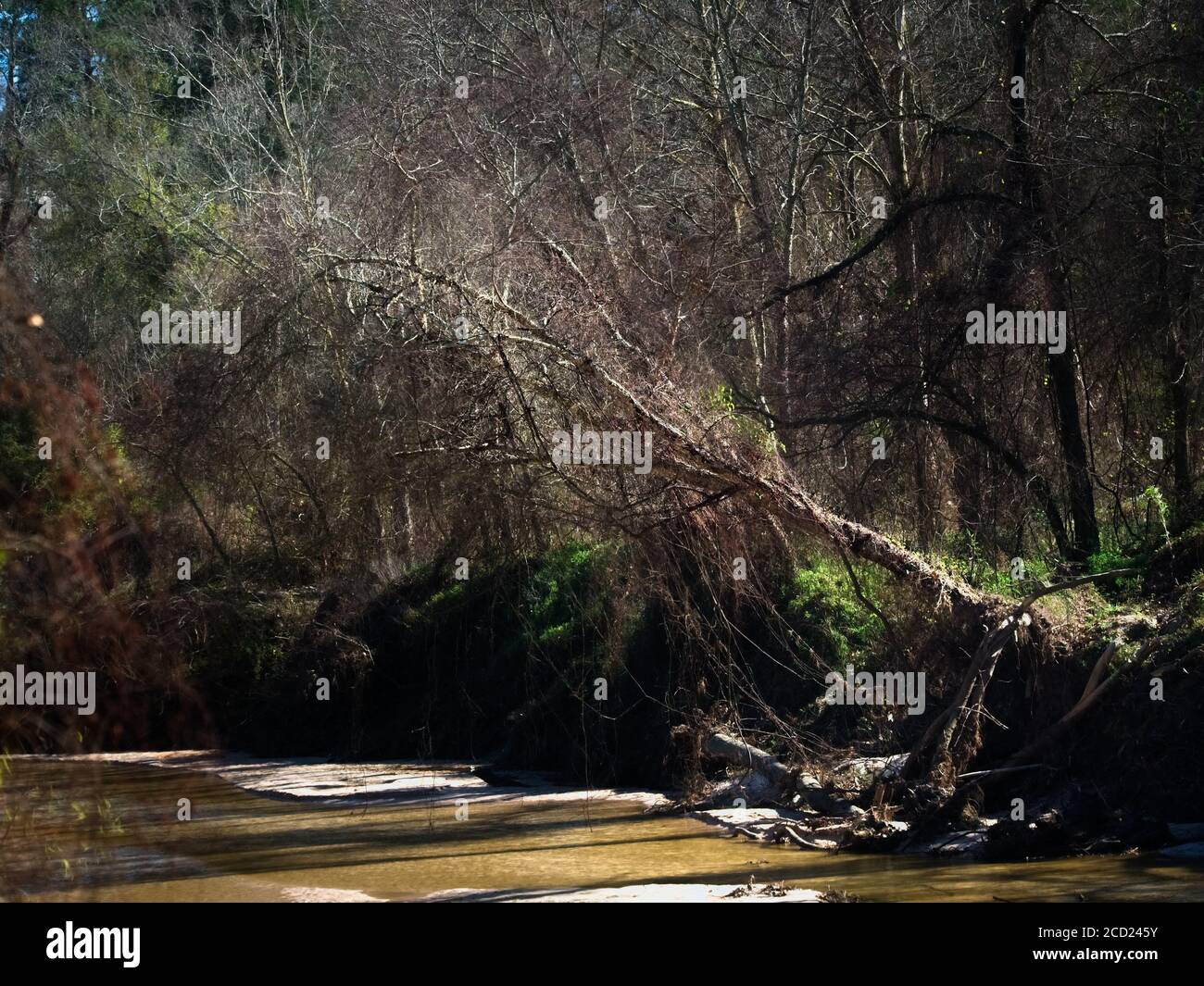 The Woodlands TX USA - 01-20-2020  -  Tree over Creek Stock Photo