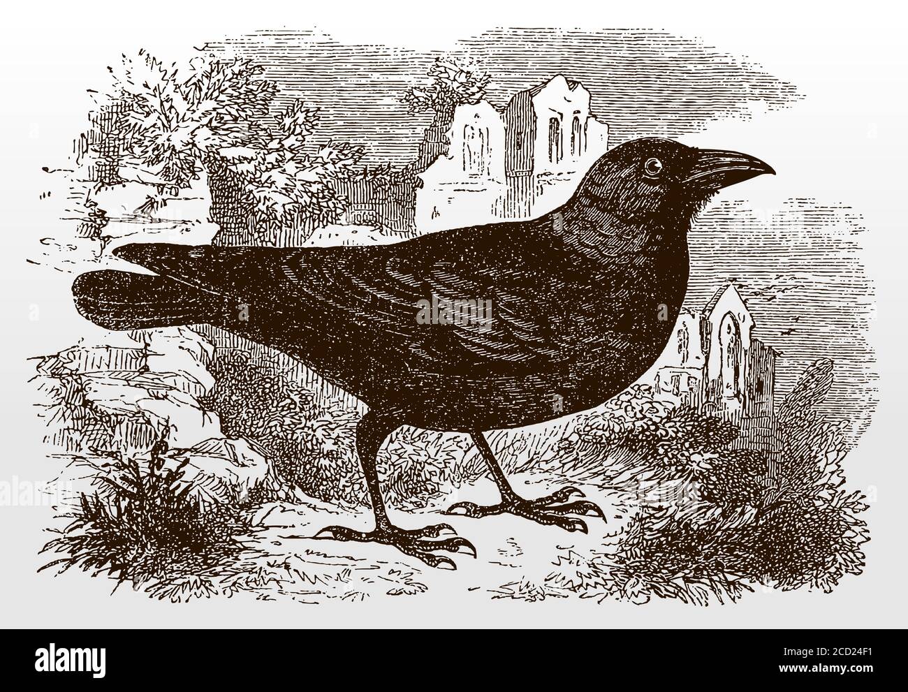 Western jackdaw, coloeus monedula in side view standing on the ground in front of ruined church buildings, after an antique illustration from 19c Stock Vector