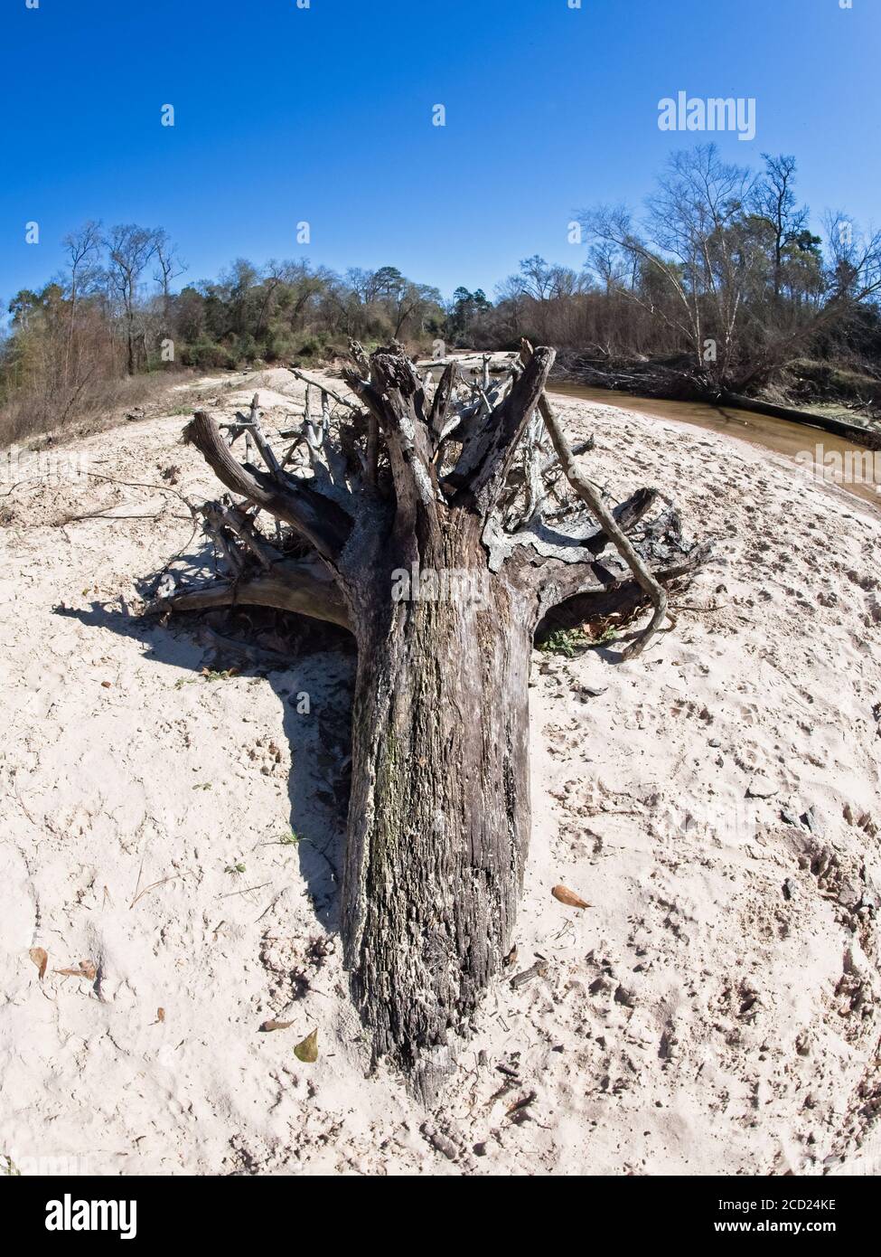 Mud water tree roots hi-res stock photography and images - Alamy