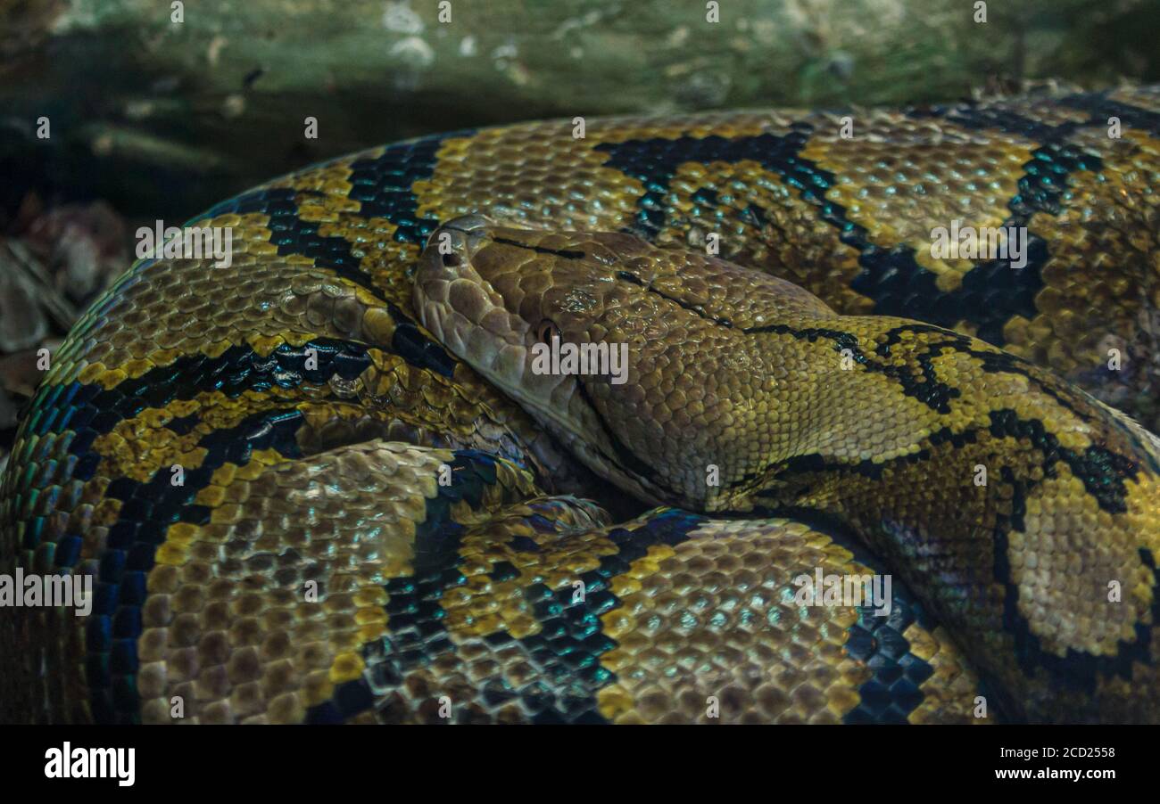 Pyton snake textured skin and head view, zoo animal in cage Stock Photo ...