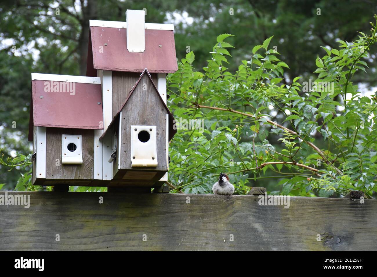 Small bird with a birdhouse Stock Photo
