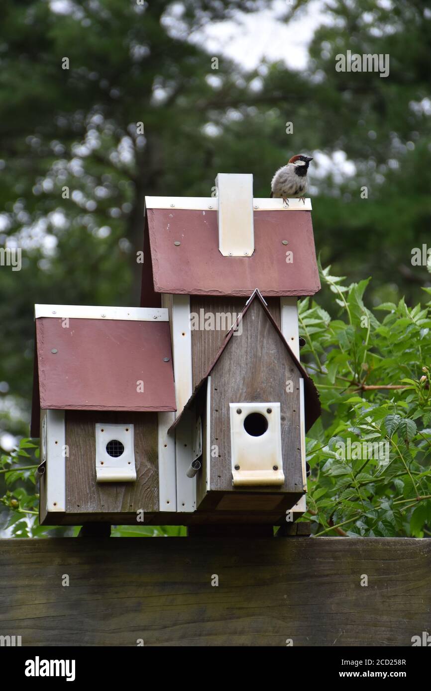 Small bird with a birdhouse Stock Photo