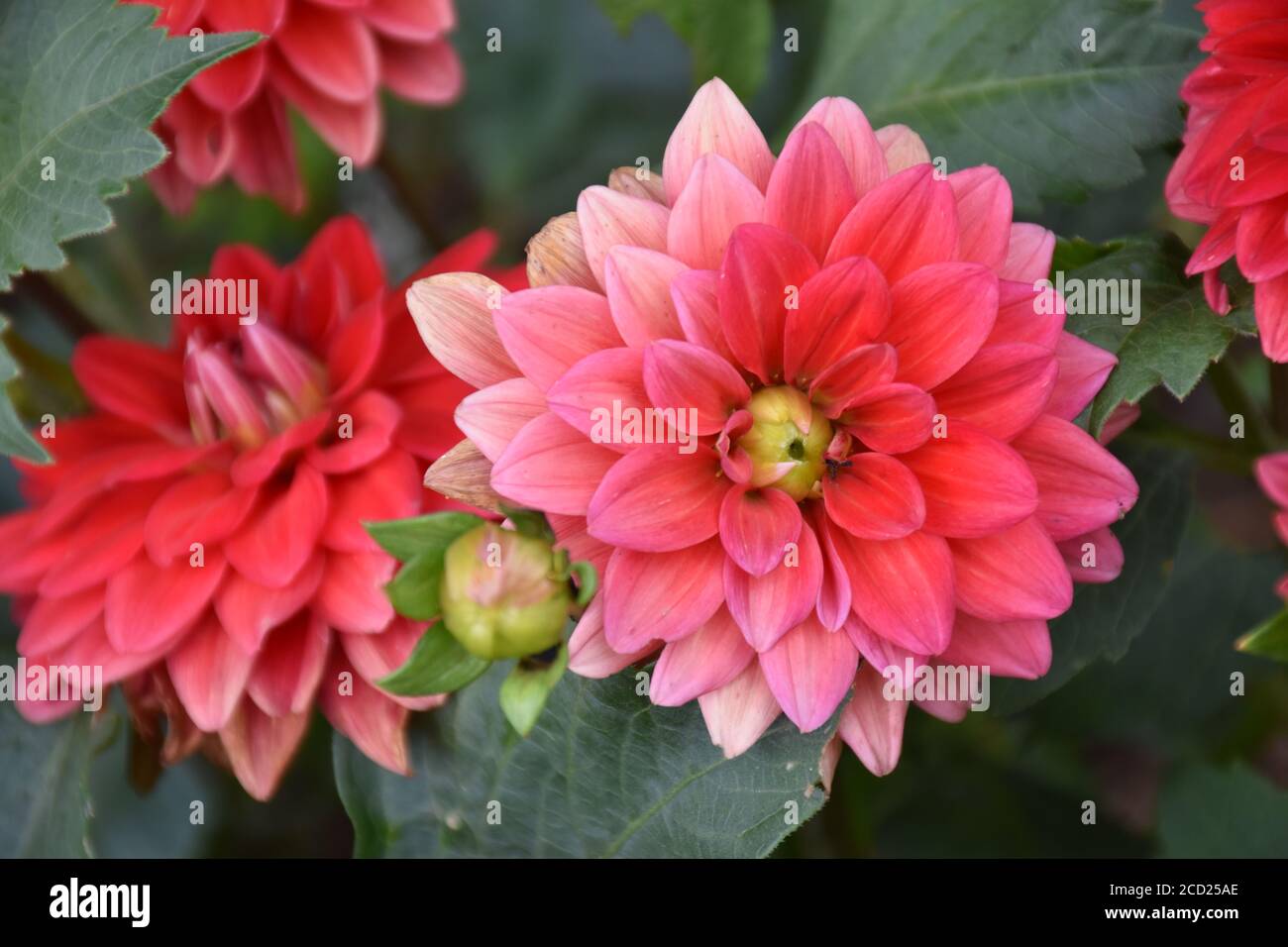 Beautiful pink dahlia park hi-res stock photography and images - Alamy