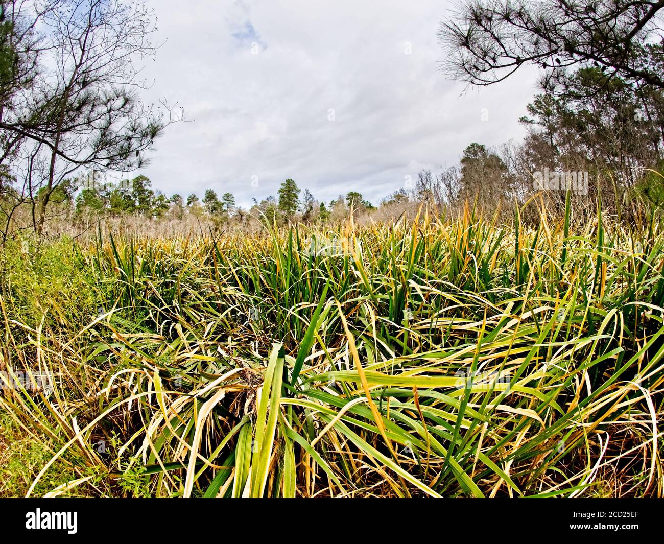The Woodlands TX USA - 01-09-2020  -  Water Plants and Sky Stock Photo