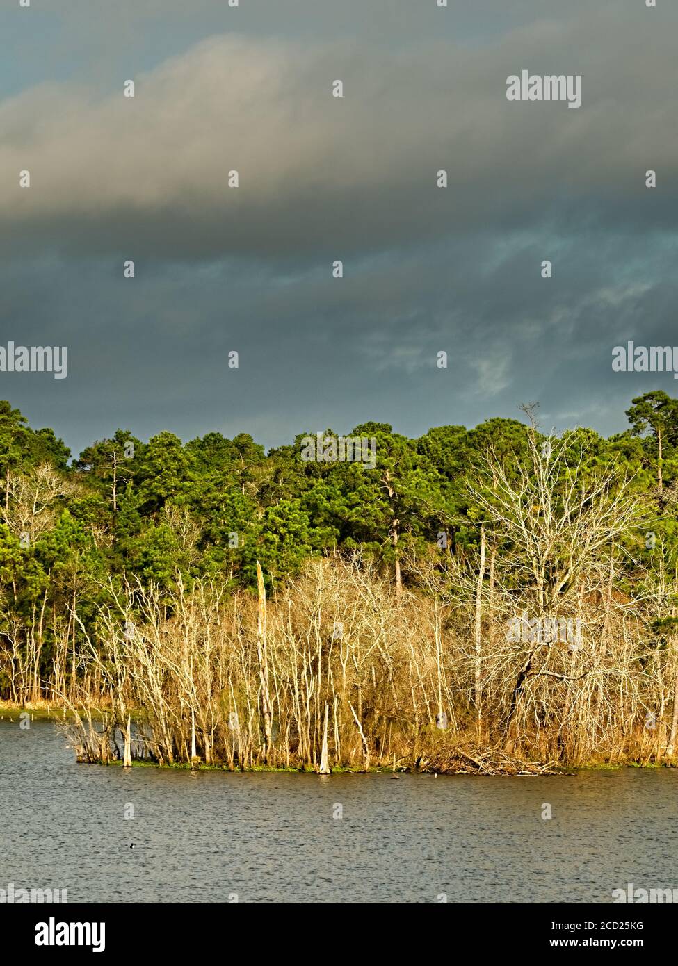 The Woodlands TX USA - 01-20-2020  -  Winter Woods by Lake Stock Photo