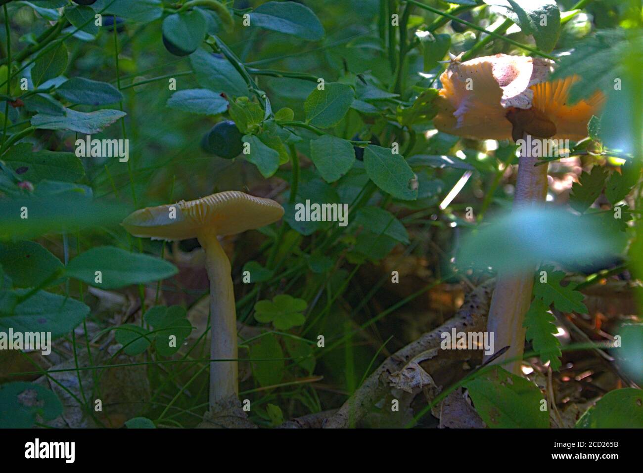 Two yellow capped poisonous mushrooms on the forest floor Stock Photo