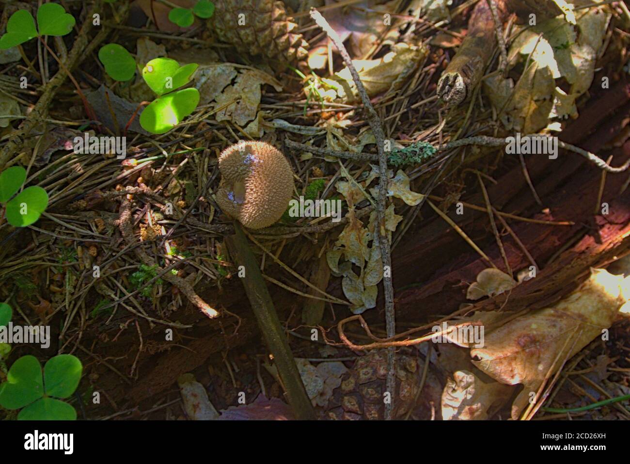 A poisonous puffball mushroom growing on a forest floor Stock Photo