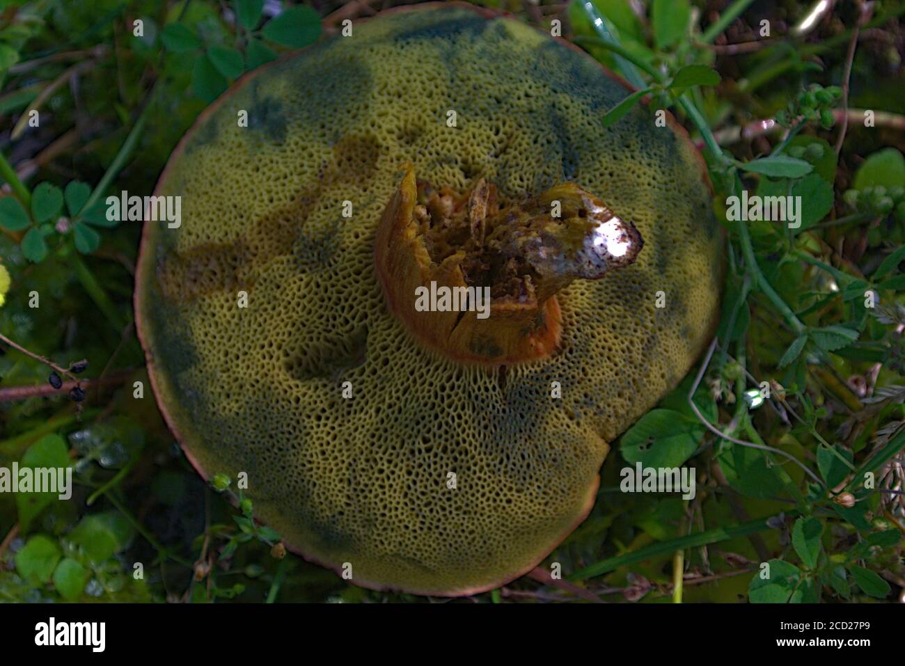 A closeup of an edible mushroom that was eaten by bugs Stock Photo Alamy