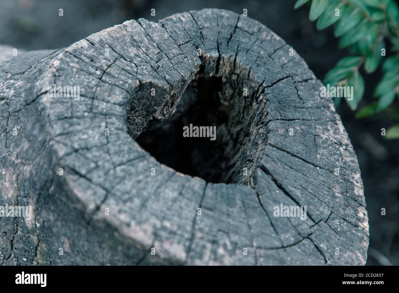 Heart-shaped bird nest in hollow trunk close up Stock Photo