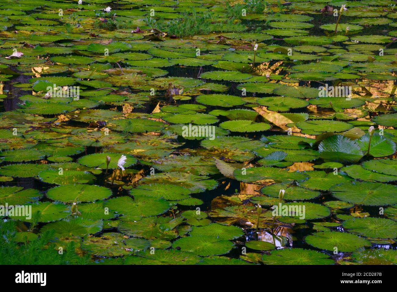 Aquatic herbs pattern hires stock photography and images Alamy
