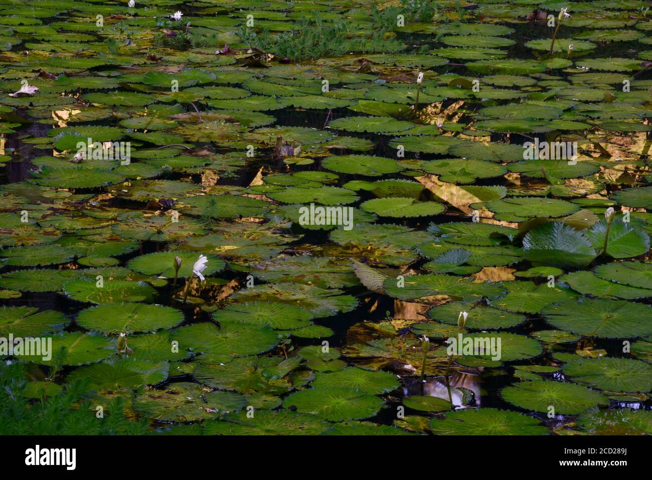 Group of water lilies (Nymphaeaceae) aquatic plants at sunset, with