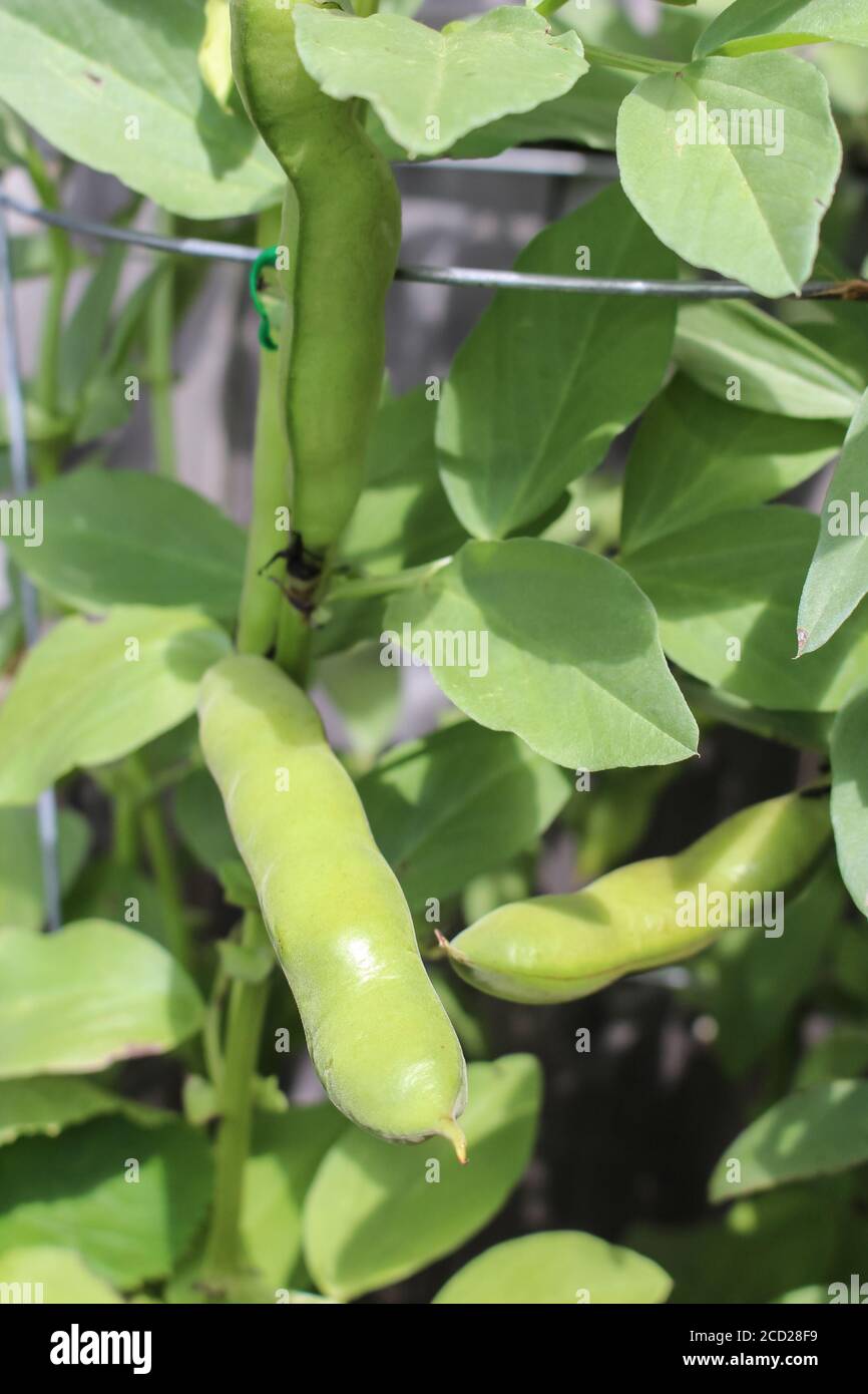 Lima bean plant hires stock photography and images Alamy