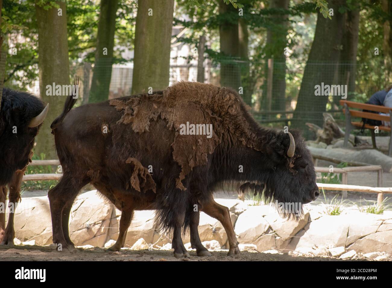 Bison walking in a zoo Stock Photo - Alamy