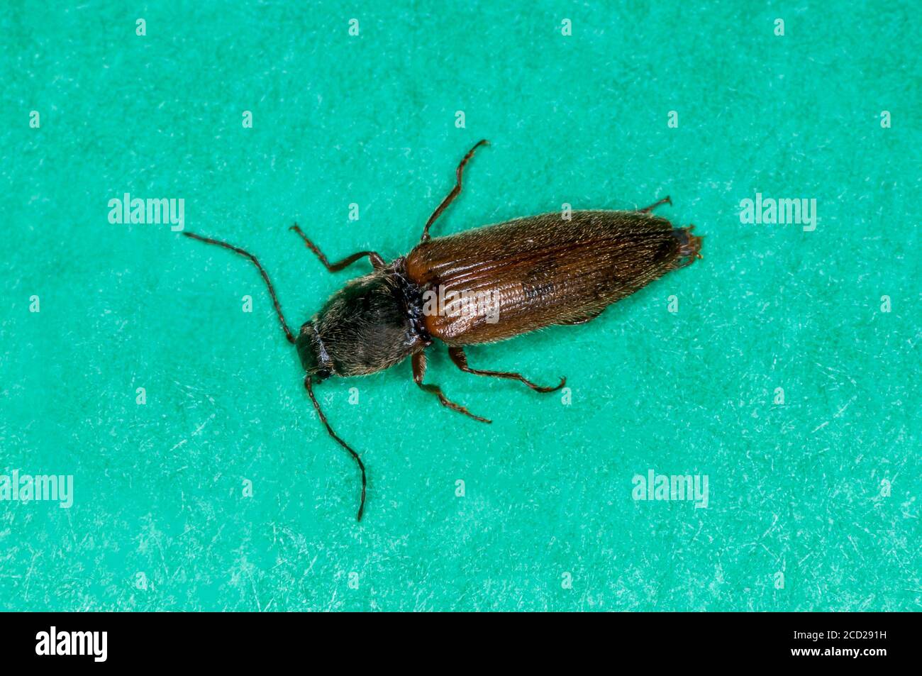 Vadnais Heights, Minnesota.  John H. Allison Forest.  Click Beetle, Melanotus species on green background. Stock Photo