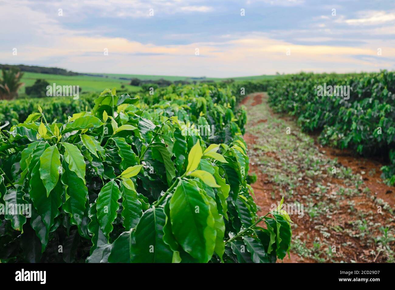 Coffee farm mexico hires stock photography and images Alamy